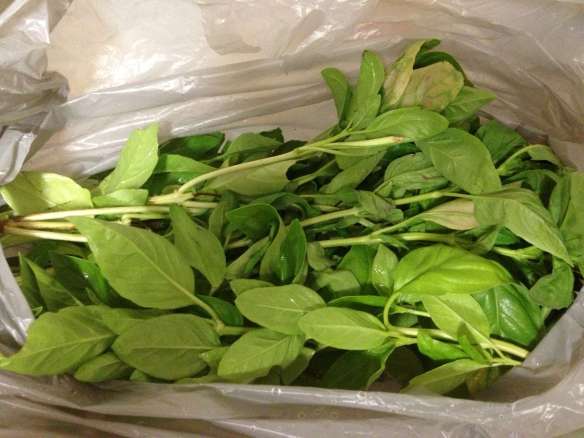 a bag of basil-2000