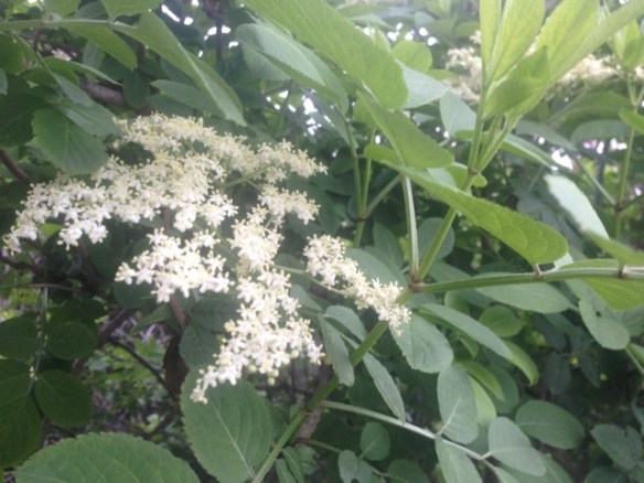 elderflower